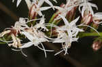 Fewflower blazing star